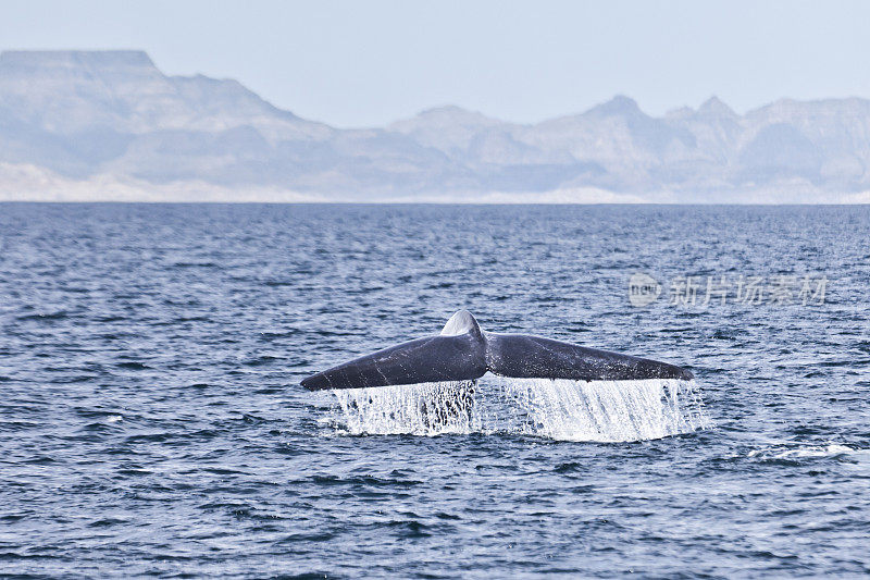 蓝色鲸鱼(Balaenoptera musculus)吸尾，科泰兹海